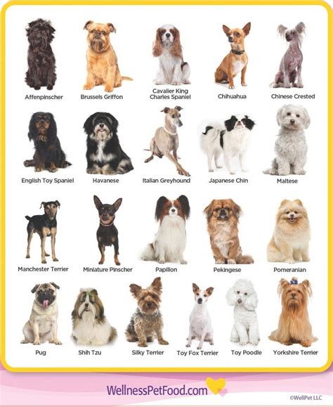 Chihuahua Breeds List Pets Lovers