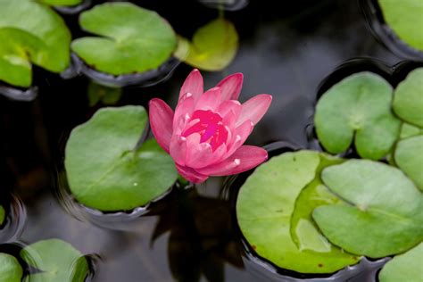 Water Lily Indoor Plant Care And Growing Guide