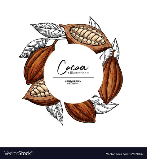 Cocoa Frame Superfood Drawing Template Royalty Free Vector