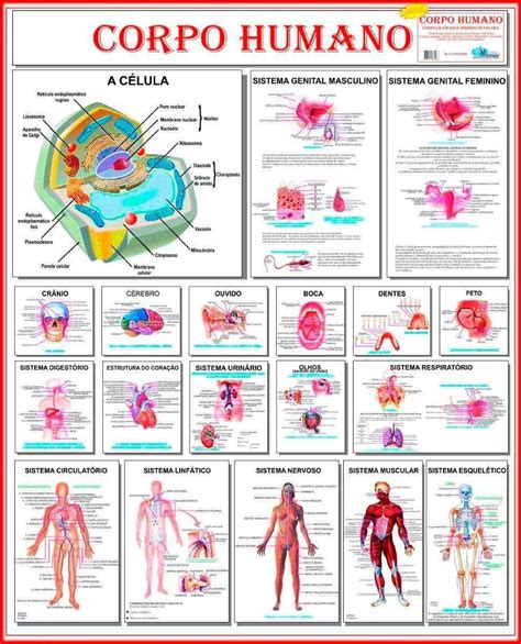 Mapa Mental Sistemas Do Corpo Humano Askbrain