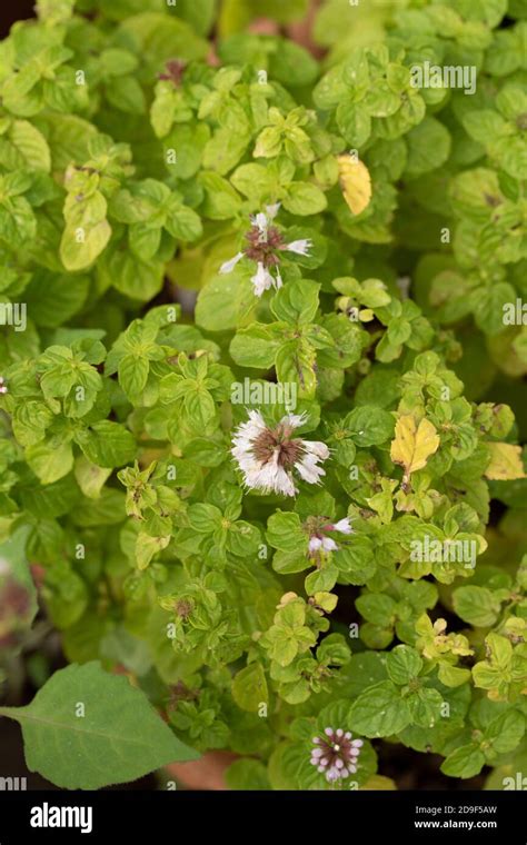 Japanese Mint Mentha Canadensis Flower And Foliage Close Up Food