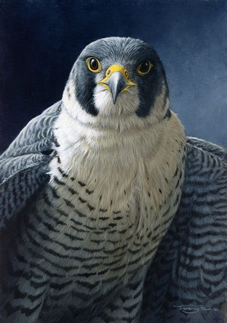 Galleries Jeremy Paul Wildlife Artist