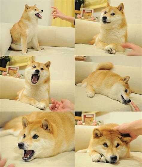 Not to be all armchair psychologicst but this era of new doge memes that are just like kid doge has a nice childhood kinda seem like people. the many face of doge | Cute animals, Funny animal memes, Animal memes