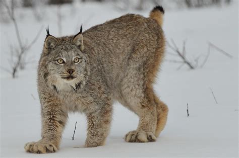 Canadian Lynx In The Snow Anne Marie Kalus Flickr