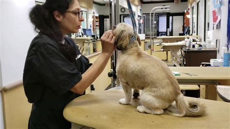 Dog Grooming Haircut Trim Demonstration Petsmart Orange County
