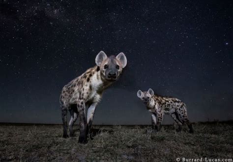 Photographing African Wildlife Under The Stars At Night