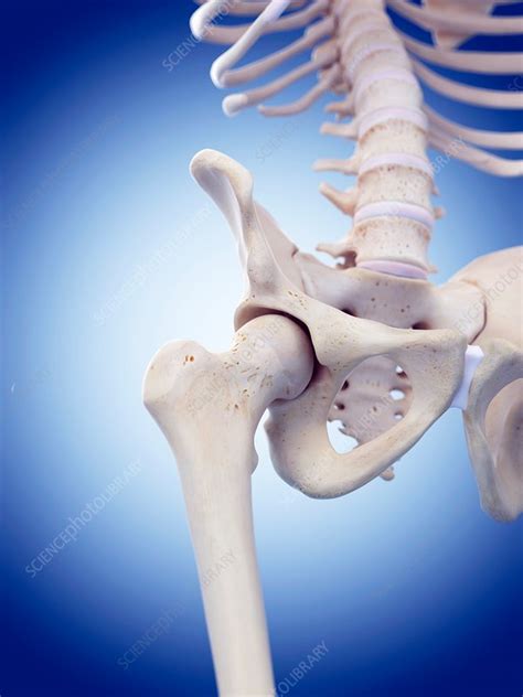 Human Hip Joint Stock Image F0162810 Science Photo Library