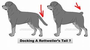 Docking A Rottweiler S Akc Says Yes But Should You Go For It