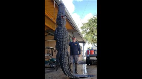 13 Foot Alligator Killed In South Florida Lake Hunter Says Charlotte