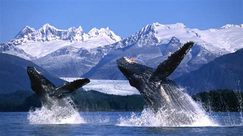 Two Humpback Whales Breaching In The Waters Of Alaska