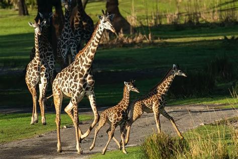 Two New Baby Giraffes Join The Herd At Disneys Animal Kingdom Chip