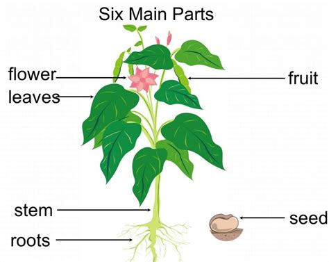 Mary Teaches Students Six Plant Parts No More Empty Pots
