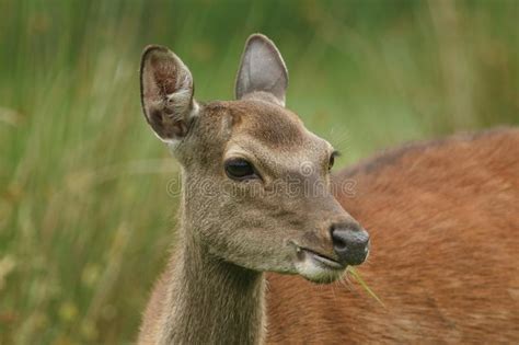 A Head Shot Of A Beautiful Sika Deer Cervus Nippon Feeding