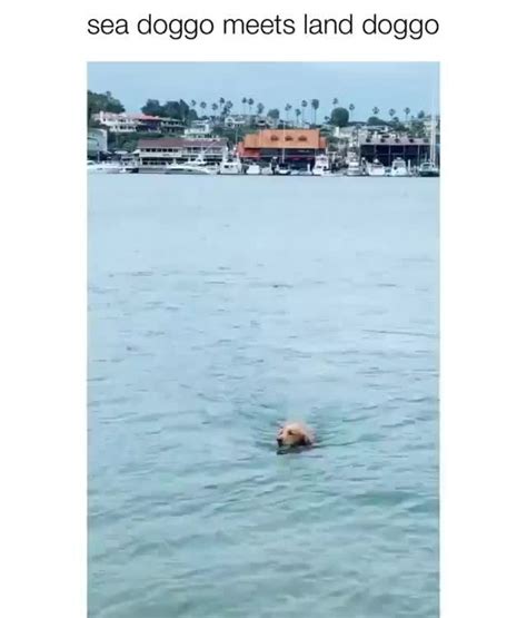 Sea Doggo Meets Land Doggo