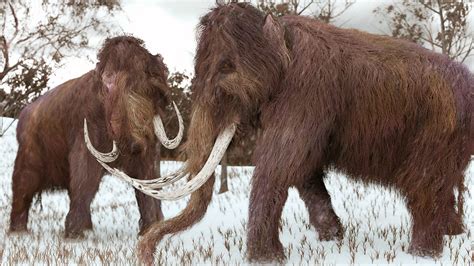 Bbc World Service The Real Story De Extinction Return Of The Woolly