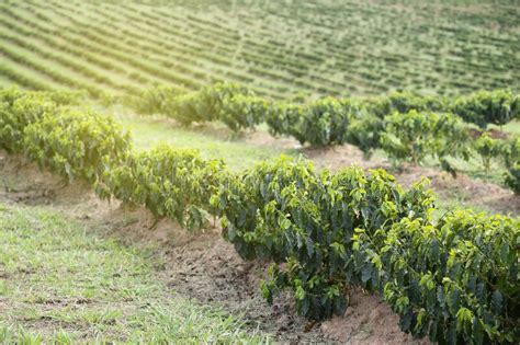 Farm Coffee Plantation In Brazil Stock Photo Image Of Growth Plant