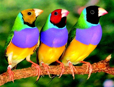 The Lady Gouldian Finch Plugon