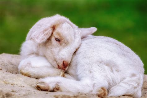 Download Lying Down Baby Animal Animal Goat 4k Ultra Hd Wallpaper By