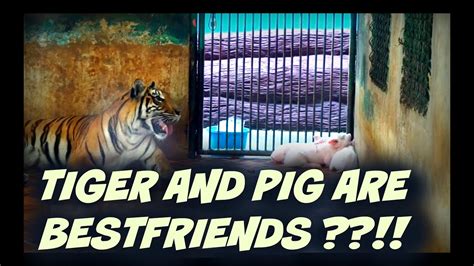 Tiger And Pig Are Bestfriends In Thailand Vlog Youtube