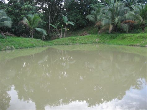 Jadual air pasang surut dan kedudukan bulan 2014 kali ini, akan diserikan lagi dengan panduan hari yang baik untuk melakukan aktiviti memancing. Jadual Air Pasang Surut Sandakan-JAPSS: Dusun Buah Buahan