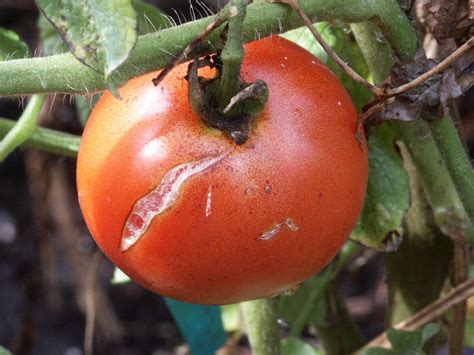 Tomato Splitting Walter Reeves The Georgia Gardener