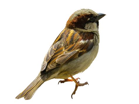 House Sparrow Png Images Transparent Background Png Play