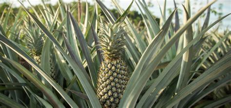 How To Plant A Pineapple Top Regrow Pineapple Step By Step Utopia