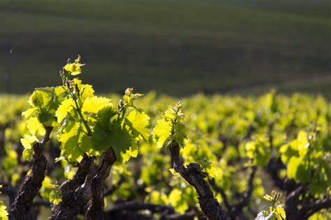Images Gratuites Arbre La Nature Herbe Vigne Vignoble Du Vin