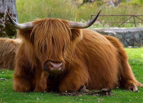 Highland Cattle Interesting Facts And Photographs All Wildlife