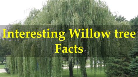 interesting willow tree facts youtube