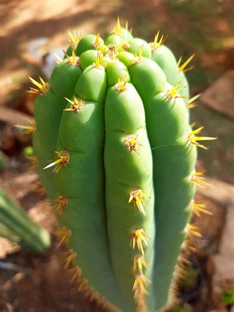 San Pedro Cactus Trichocereus Pachanoi Echinopsis Pachanoi Plants