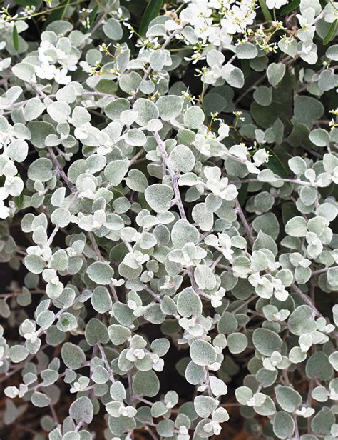 Helichrysum Silver Flaura N Company Greenhouse