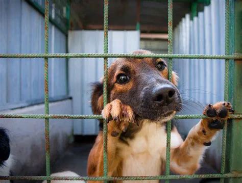 Que Pasa Cuando Adoptas Un Perro Vida Con Mascotas ️