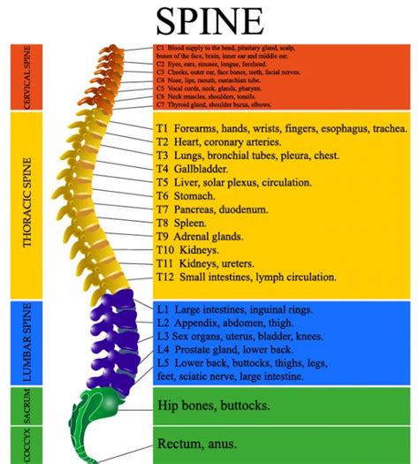 Mid Back Pain Chiropractor San Diego Dr Steve Jones Chiropractic