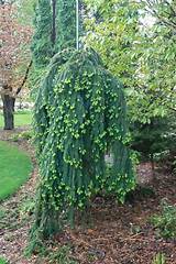 These trees are great for privacy. Weeping Norway Spruce Tree | Evergreen landscape, Garden ...
