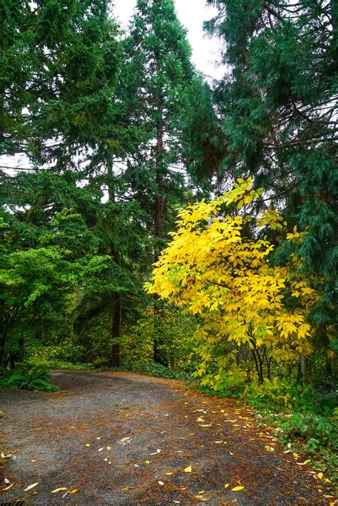 Bellevue botanical garden is open. Fall Colors at the Bellevue Botanical Garden | Fall Colors ...
