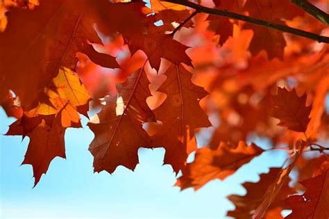 Autumn Leaves Macro Maple Orange Sky Hd Wallpaper Wallpaperbetter