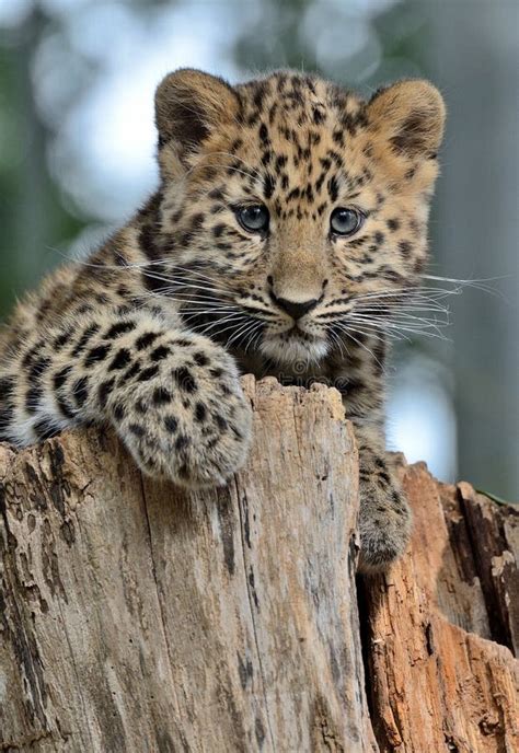 Amur Leopard Cub Stockfoto Bild Von Amur Junges Tatzen 51645116