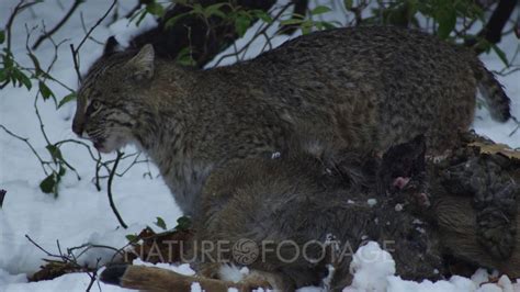 Adult Bobcat Feeding On A Deer On Snow Youtube