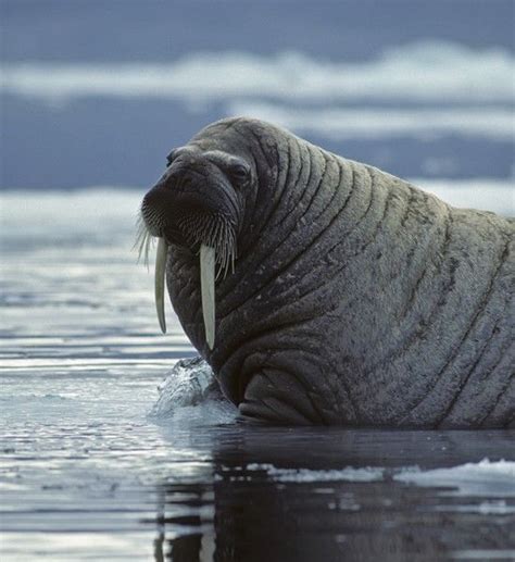The Walrus Odobenus Rosmarus Is A Large Flippered Marine Mammal With