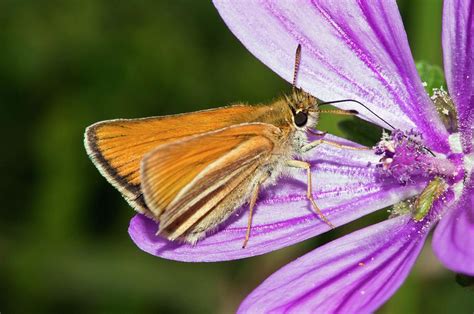 Small Skipper Butterfly On Common Mallow Photograph By Dr