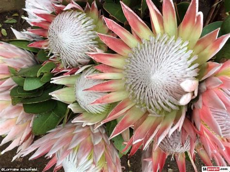 Fabulous Proteas Roses And Amazing Exhibits At Witness Garden Show