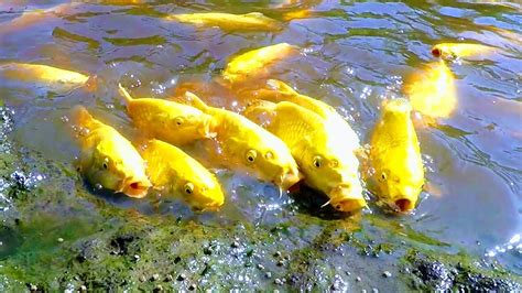Some keep it quite plain and simple like us humans and the male inseminates the female who then grows the fish inside her body whilst nourishing it. KOI ARE GROWING FAST IN NATURAL MUD POND | HOT SUMMER FOR ...