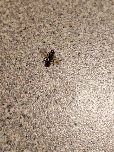 Ground Nesting Flying Insect In Missouri Rwhatsthisbug