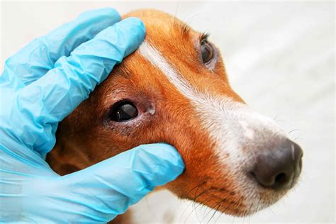 Dog Eye Discharge Causes Treatment When To See A Vet 59 Off