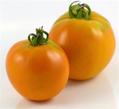 Amish Gold Slicer Tomato Organic Heirloom 20 Seeds Ebay