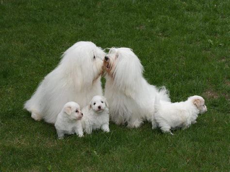 Coton De Tulear Dog Breed Pictures Information