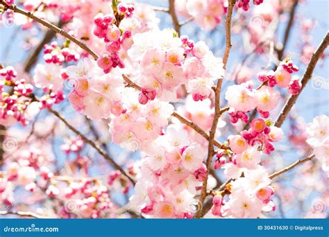 Pink Cherry Blossom Stock Photo Image Of Pink Head 30431630