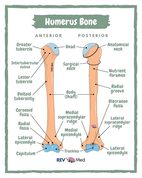 Humerus Bony Anatomy Anterior And Posterior Views By Grepmed