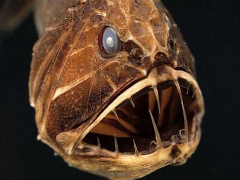 Top Ten Scariest Deep Sea Creatures Hubpages